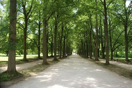 Fasor a fertődi Esterházy-kastély parkjában